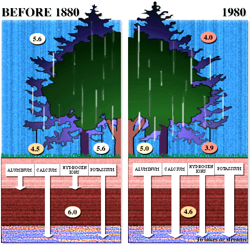 Acid+rain+damage+to+plants